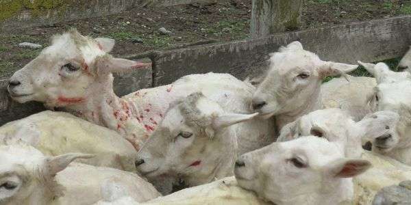 तेज गति से आया ट्रक भेड़ों को रौंदता चला गया, 50 भेड़ों की मौके पर ही मौत